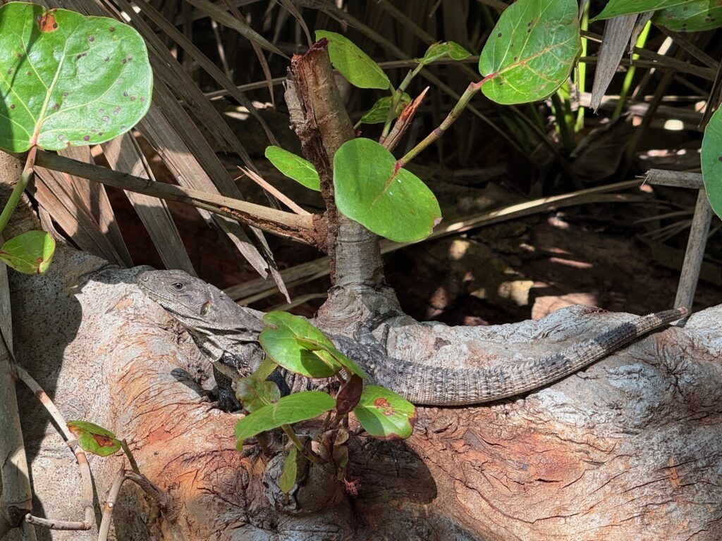 Inuana hiding in a tree