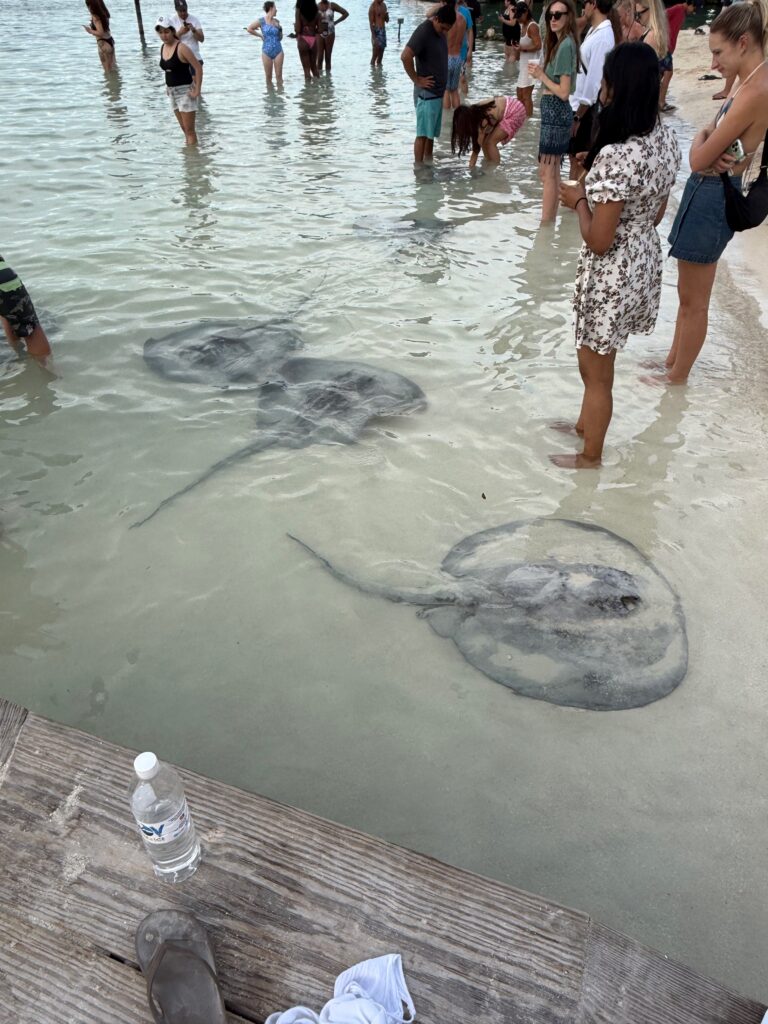 Stingrays at Caye Caulker, Belize